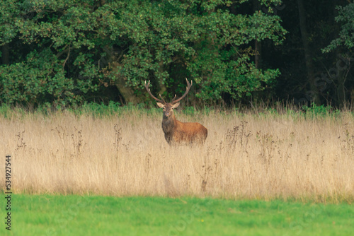Polana położona w puszczy, porośnięta wysoką suchą trawą. Wśród traw widać dorodne jelenie z nogami skrytymi w trawach. 