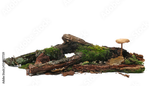 Green moss on rotten branch with mushroom isolated on white, side view