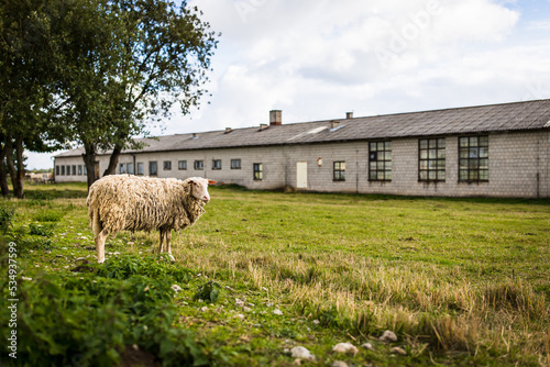 sheep in the pasture with outbuilding in the background