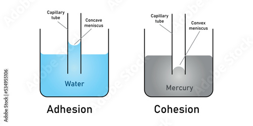 adhesion and cohesion of water.