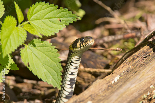 zaskroniec zwyczajny (Natrix natrix)