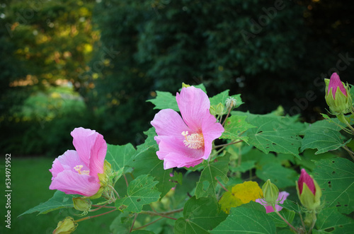 ピンクの芙蓉の花が咲く