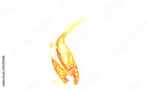 koi fish design no background and PNG format