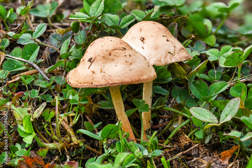 Fairy ring mushroom