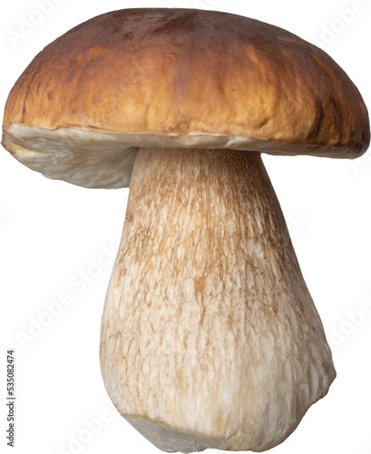 penny bun mushroom. boletus edulis. isolated