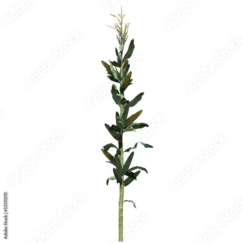 Corn Stalk - Front View