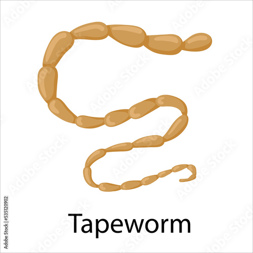 parasites worms in domestic animals tapeworm