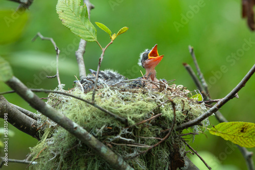 Baby eastern kingbird in a nest with beak wide open.