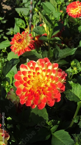 Eye catchy and Glowing Dahlia flower blossom in mid summer