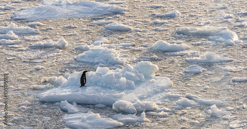 Einsamkeit - einzelner Eselspinguin steht allein und verlassen auf einer Eisscholle im Meer der Antarktis