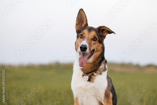 Brown mixed breed dog with tongue out and happy face on the walk