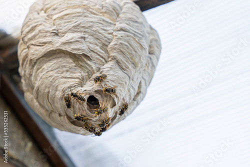 wasp nest under the roof of the house and wasps guarding the entrance