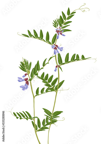 flowers of bush vetch, Vicia sepium, vector drawing wild plant isolated at white background , hand drawn botanical illustration