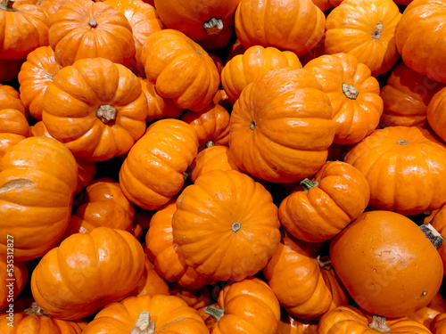 Grupo de calabazas frescas pequeñas color anaranjado