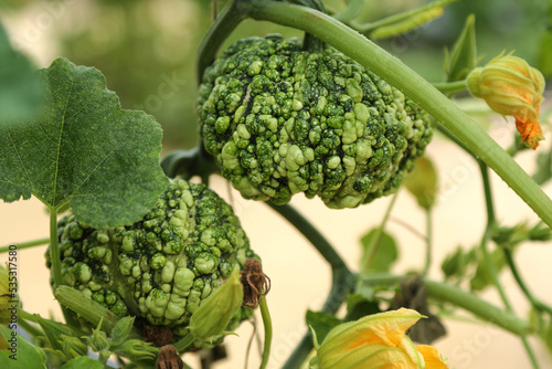 Two decorative warty pumpkins of green color hang on the stem against the background of greenery in the garden. Rural landscape.