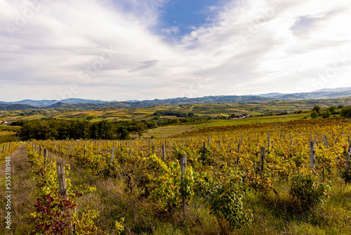 Vineyards in the Zupa Aleksandrovac, Serbia