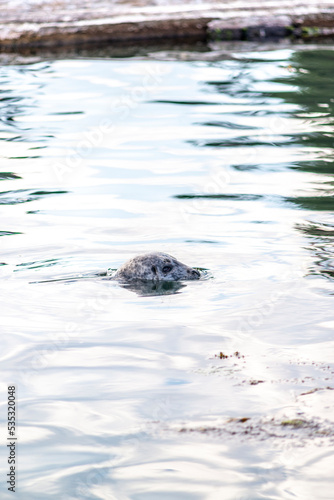 Curious harbour seals in the Macaulay Point Park in Victoria in British Columbia