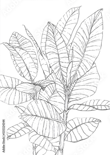 Ficus elastica robusta illustration, drawing, artwork sketch
