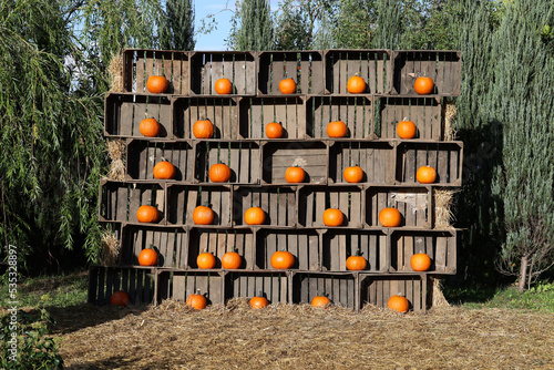 Pomarańczowa dynia przygotowana na obchody halloween. 