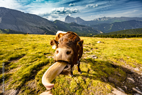 Long tounge of brown white patterned dolomites cow points at the camera in the morning. Seceda, Saint Ulrich, Dolomites, Belluno, Italy, Europe.
