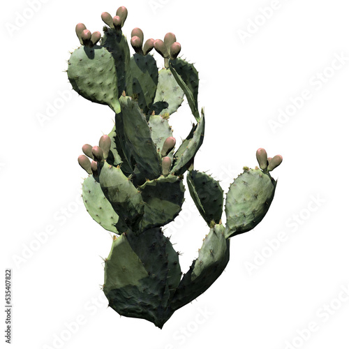 Prickly Pear Cactus Plant - Front View