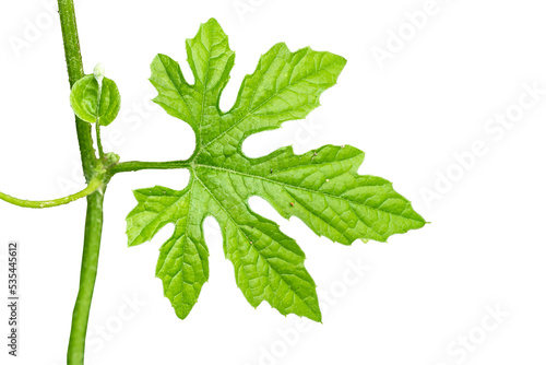 A sprig of bitter melon leaf in the shape of a green finger