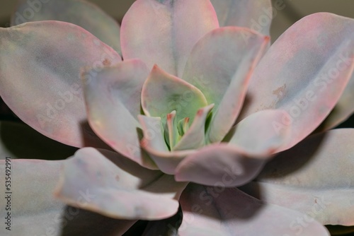 Closeup of Graptoveria (Fred Ives) succulent plant