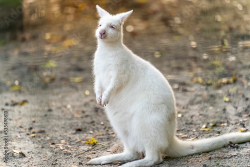 Selective focus shot of white albino kangaroo at the zoo
