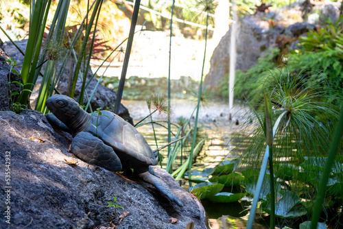 turtle in Ischia forio la mortella garden with fountain