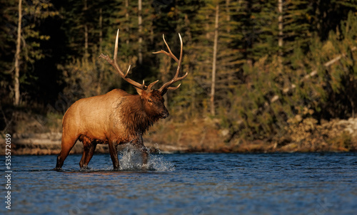 Bull elk along a river in Banff National Park, Canada 