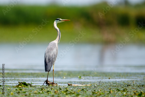 A grey heron in the wilderness of the Danube Delta in Romania