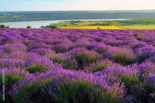 a lavender field blooms on a hill, a river and a forest in the distance, the sunset shines yellow in the sky, a beautiful summer landscape