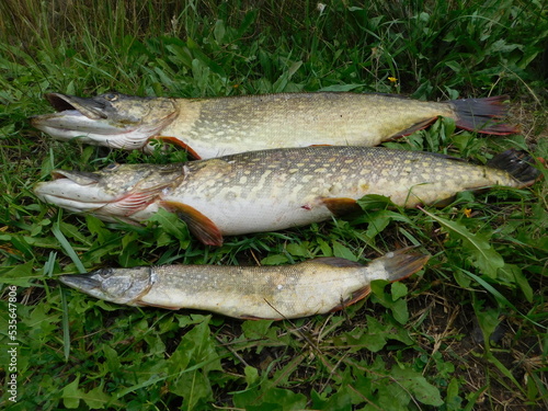 northern pike esox lucius in a freshwater reservoir predatory fish species