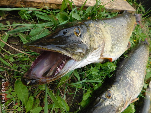 northern pike esox lucius in a freshwater reservoir predatory fish species