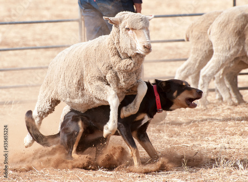 A kelpie has a close encounter with a sheep in outback Queensland, Australia.