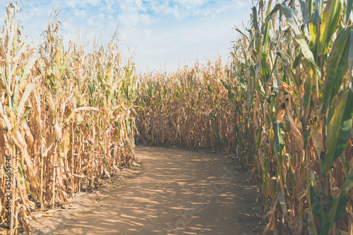 Dirt path inside of a corn maze, with tall stalks of corn. No people