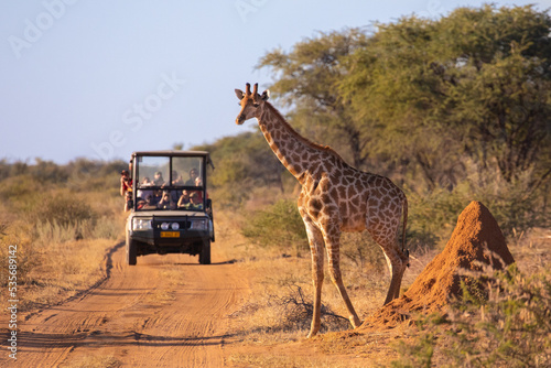 A wild giraffe crosses an African road ahead of a safari vehicle of tourists