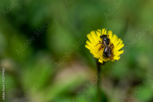 Owad podobny do pszczoły zapyla żółty kwiat.