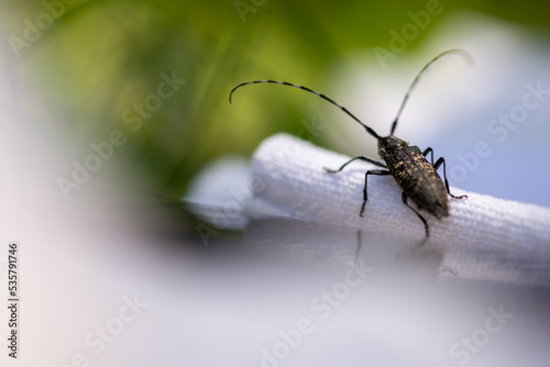 Chrząszcz z bardzo długimi czułkami, kózkowate (Cerambycidae), (1).