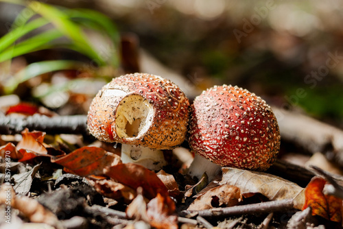 jesień las grzyb muchomor kolor jesień czerwone kapelusze