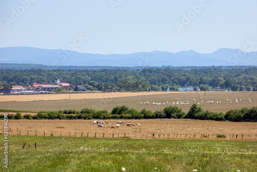cows in fields near village in lorraine with mountains of vosges in the background
