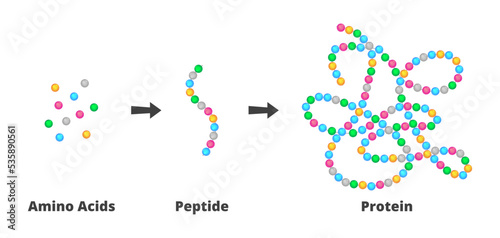 Vector scientific illustration of the structure of amino acids, peptides, and proteins. Peptides are short chains of more amino acids, proteins are long molecules made up of more polypeptides.