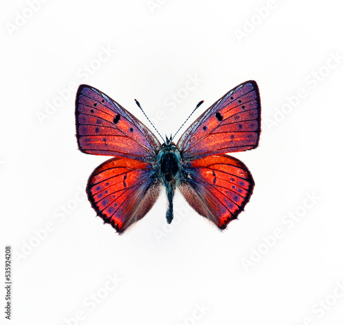 Purple butterfly isolated on white. Lycaena alciphron macro close up, collection butterflies, lycaenidae, decor element