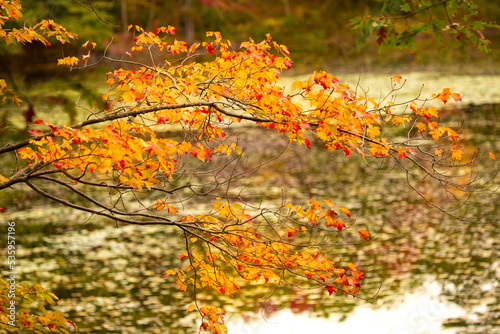 Autumn leaves along Horseshoe Pond in Andover, New Hampshire.