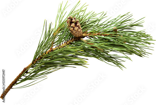 Pine fir branch with cone on transparent background