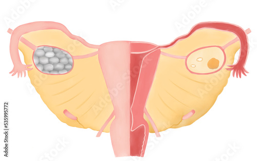 女性の人体解剖図の水彩イラスト 子宮の断面図