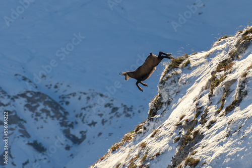 Chamois jumping down a cliff with snow covered mountains at sunrise. Tyrol, Austria, Tannheimer Tal, Vilsalpsee