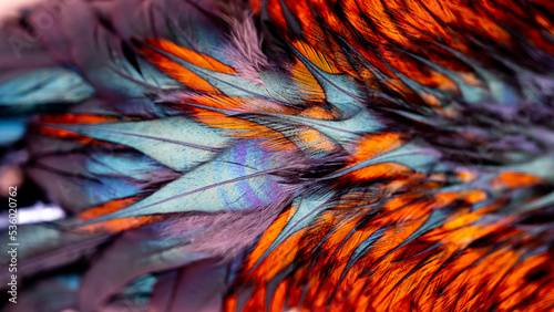 Rooster feathers. Every Rooster has unique feather patterns. That pattern not showing directly, the feather patterns reflect multiple colors based on light.