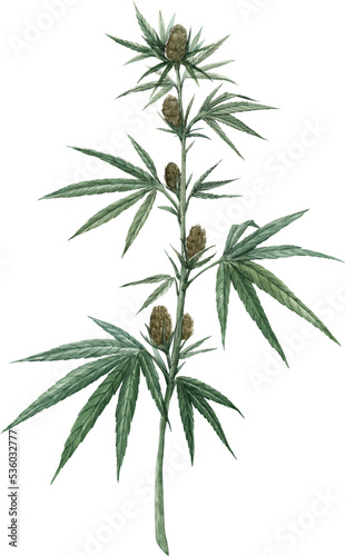 Beautiful png floral illustration with hand drawn watercolor cannabis plant. Stock clip art.