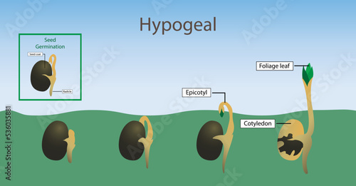 illustration of biology, Hypogeal, cotyledons expand, throw off the seed shell and become photosynthetic above the ground, is epigeal germination, 